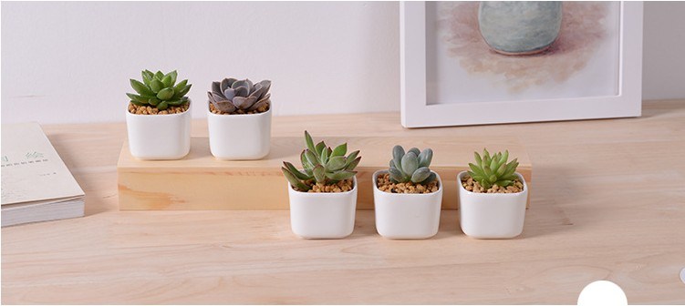 5 Caja de celos&iacute;a con maceta de cer&aacute;mica blanca