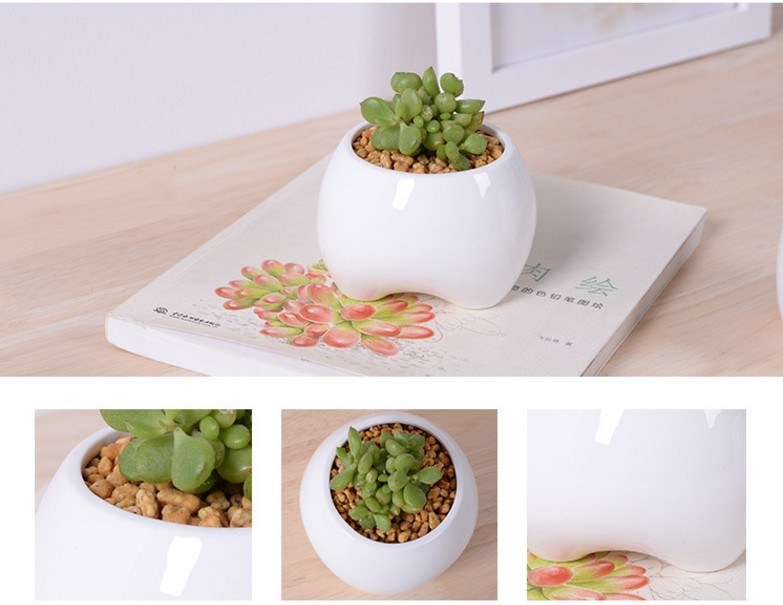 Maceta blanca en forma de diente peque&ntilde;o de marfil de cer&aacute;mica