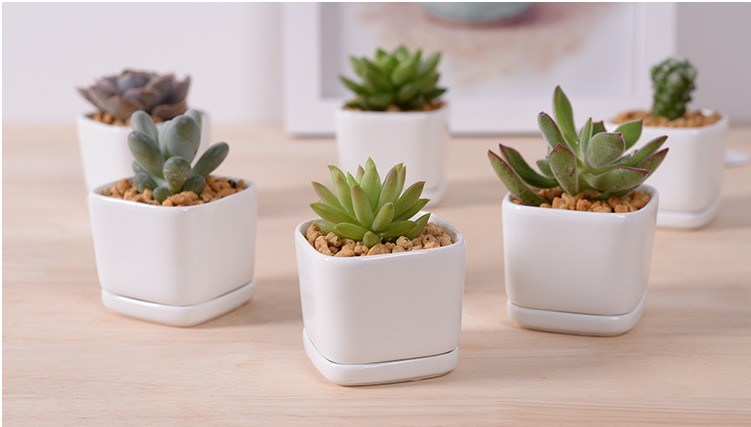 5 Caja de celos&iacute;a con maceta de cer&aacute;mica blanca