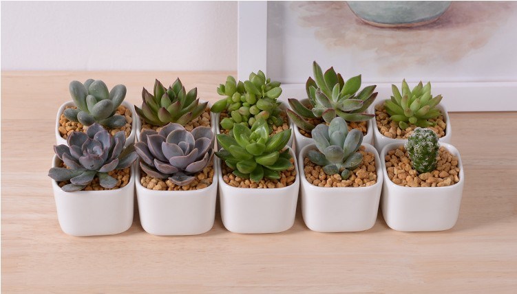 Maceta de cer&aacute;mica blanca cuadrada