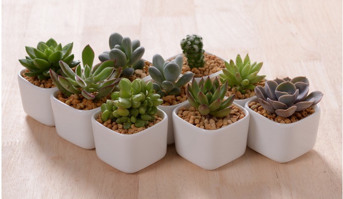 Decoraci&oacute;n de escritorio creativa Mini maceta de cer&aacute;mica blanca