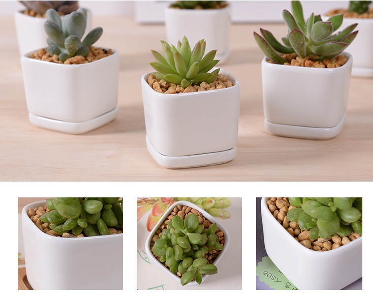 5 Caja de celos&iacute;a con maceta de cer&aacute;mica blanca